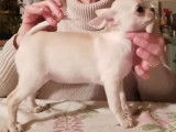 Un chiot femelle Chihuahua LOF à vendre