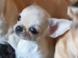 Un chiot femelle Chihuahua LOF à vendre