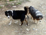 2 chiots mâles Bergers Australiens tricolores à réserver (LOF)