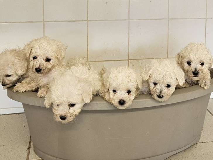 Des chiots Bichons Frisés à vendre (LOF)