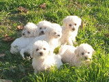 Des chiots Bichons Frisés à vendre (LOF)