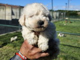 Des chiots Bichons Frisés à vendre (LOF)