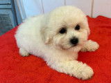 Des chiots Bichons Frisés à vendre (LOF)
