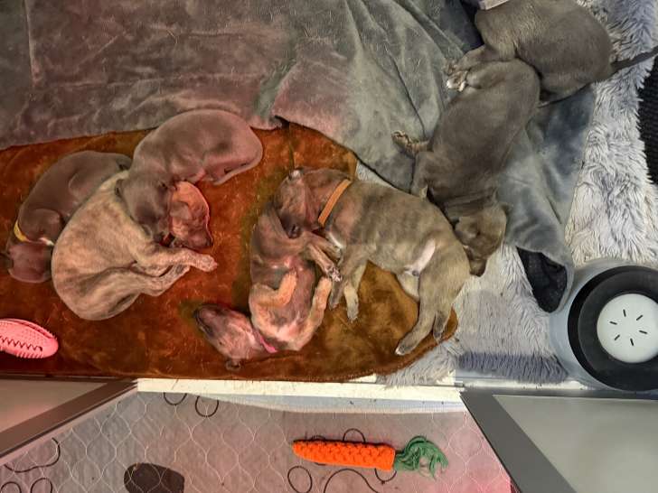 Chiots Lévrier Whippet LOSH à vendre