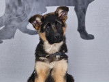 À acheter 2 chiots femelles Bergers Allemands LOF