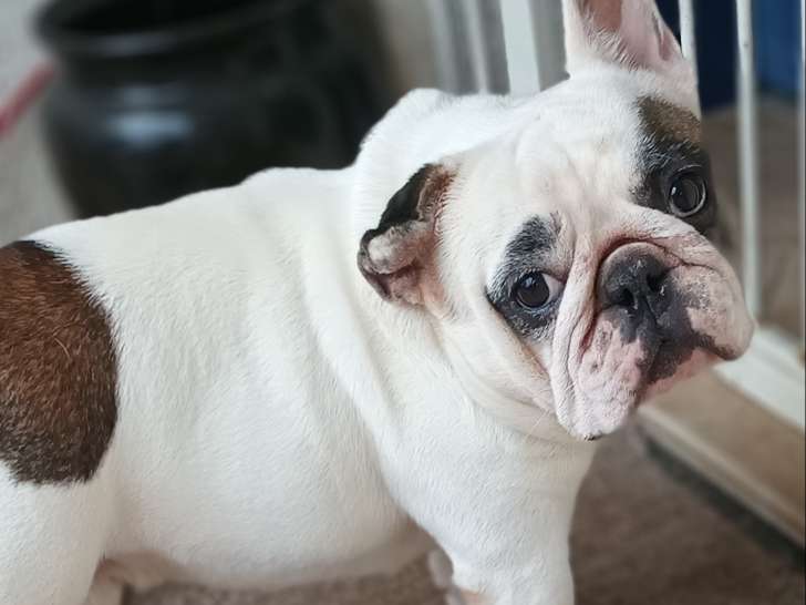 Mâle Bouledogue Français LOF de 5 ans à vendre