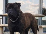 Chiots Bullmastiff à naître en mars 2025