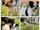 5 chiots mâles Chihuahuas LOF à poil long disponibles à l’achat