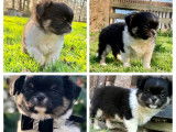 5 chiots mâles Chihuahuas LOF à poil long disponibles à l’achat
