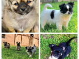 5 chiots mâles Chihuahuas LOF à poil long disponibles à l’achat