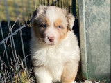 Un chiot femelle Berger Australien LOF rouge merle disponible à la vente