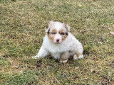Un chiot femelle Berger Australien LOF rouge merle disponible à la vente