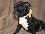 Chiot femelle Staffordshire Bull Terrier en attente de réservation (LOF)