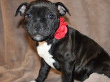 Chiot femelle Staffordshire Bull Terrier en attente de réservation (LOF)
