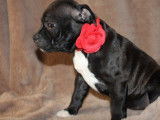Chiot femelle Staffordshire Bull Terrier en attente de réservation (LOF)