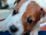 À réserver 4 chiots Jack Russell Terriers LOF