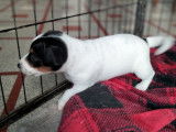 À réserver 4 chiots Jack Russell Terriers LOF