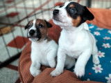 À réserver 4 chiots Jack Russell Terriers LOF