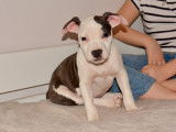 3 chiots American Staffordshire Terrier LOF disponibles à la vente