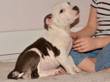 3 chiots American Staffordshire Terrier LOF disponibles à la vente