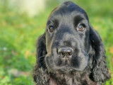 2 chiots mâles Cockers Anglais LOF noirs à vendre