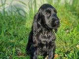 2 chiots mâles Cockers Anglais LOF noirs à vendre