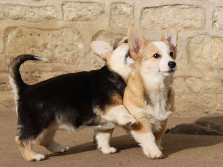 3 chiots femelles Welsh Corgi Pembroke LOF à acheter
