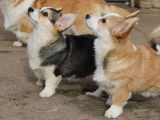 3 chiots femelles Welsh Corgi Pembroke LOF à acheter