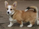 3 chiots femelles Welsh Corgi Pembroke LOF à acheter