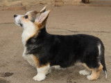 3 chiots femelles Welsh Corgi Pembroke LOF à acheter
