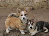 3 chiots femelles Welsh Corgi Pembroke LOF à acheter
