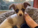 À vendre 3 chiots Chihuahuas LOF à poil long