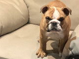 Un chiot femelle Bulldog Anglais fauve blanc à vendre (LOF)