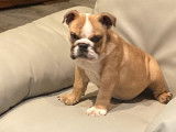 Un chiot femelle Bulldog Anglais fauve blanc à vendre (LOF)