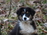 2 chiots Bergers Australiens LOF noir tricolore disponibles à la vente