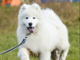 2 chiots mâles Samoyèdes disponibles à la vente (LOF)