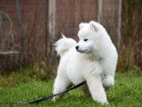 2 chiots mâles Samoyèdes disponibles à la vente (LOF)