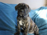 Un chiot femelle Cane Corso noir bringé LOF disponible à la vente