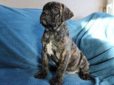 Un chiot femelle Cane Corso noir bringé LOF disponible à la vente