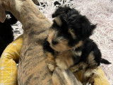 À vendre 2 chiots Bichons Havanais LOF tricolores