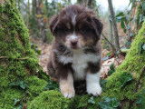 Chiots Bergers Américains Miniatures LOF à réserver