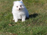 4 chiots Spitz Japonais LOF disponibles tout de suite