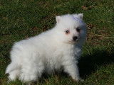 4 chiots Spitz Japonais LOF disponibles tout de suite