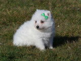4 chiots Spitz Japonais LOF disponibles tout de suite