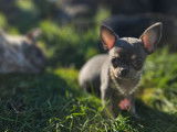 Un chiot femelle Chihuahua bleu LOF à poil court à acheter