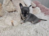 Un chiot femelle Chihuahua bleu LOF à poil court à acheter