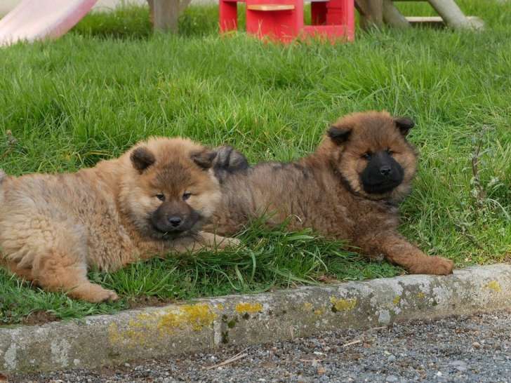 À vendre 5 chiots Eurasiers LOF