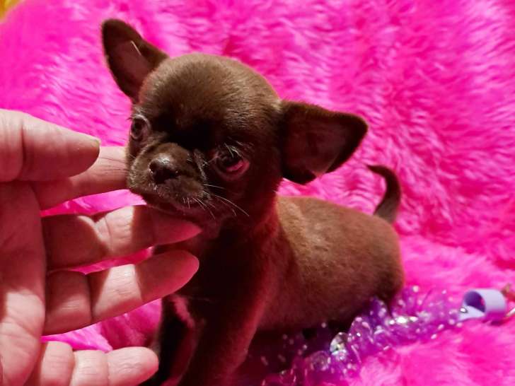 Chiots Chihuahua à poil court femelle
