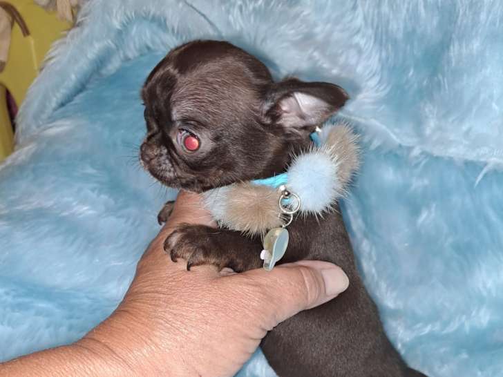 Chiots Chihuahua à poil court male petit gabarit choco