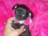 Chiots Chihuahua à poil court male petit gabarit choco